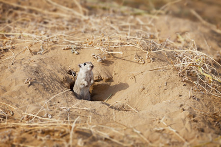 Small rodent Indian desert jird  Meriones hurrianae  at his hole in sand desert