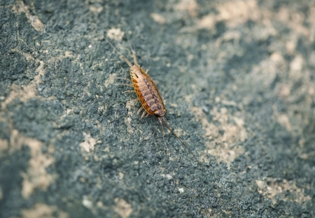 Sea slater (sea louse) on rough stone backgroundの写真素材