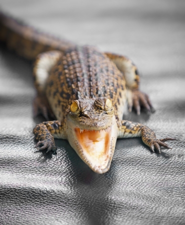 Small crocodile with open mouth close upの写真素材