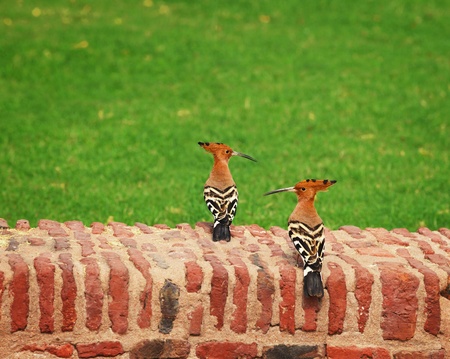 Two hoopoe sitting on an ancient brick wallの写真素材