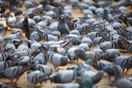 Fed pigeons at the city square. Jaipur, Indiaの写真素材