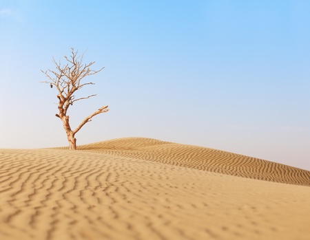 Lonely dry big tree in sand desertの写真素材
