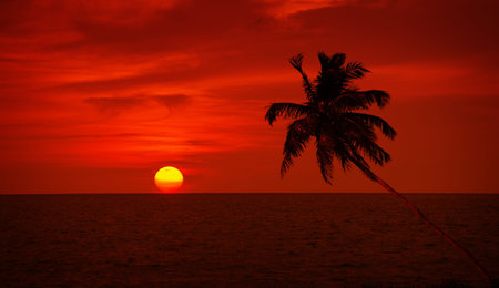 Palm tree silhouette on saturated red sunset sky backgroundの写真素材