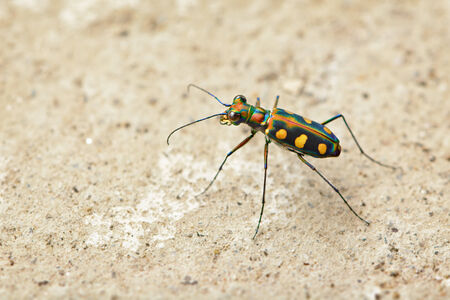 Tiger beetle - Cosmodela aurulenta close upの写真素材