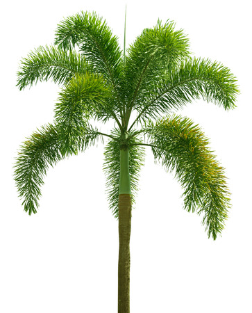 Wodyetia (Foxtail Palm). Palm tree isolated on white backgroundの写真素材