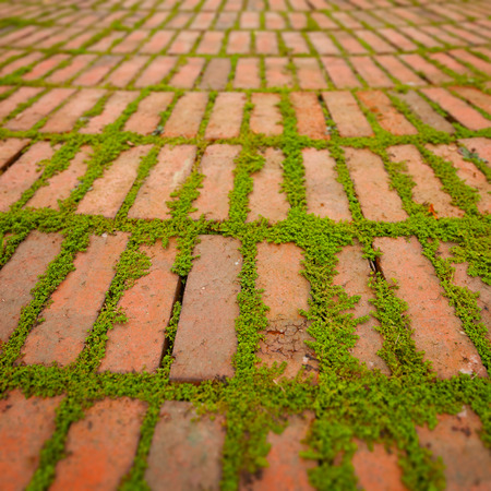 Green creepers sprouting and growing between the cracks around individual brick pavers.の写真素材