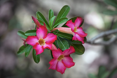 Multiple, bright fuchsia blooms and a tuft of leaves at the end of a branch on a desert rose plant.