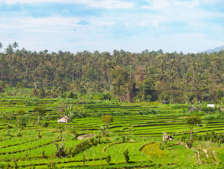 Rice, corn and other crops grow in teraced plots, with a coconut plantation on the hills in the background, in Southeast Asia.の写真素材