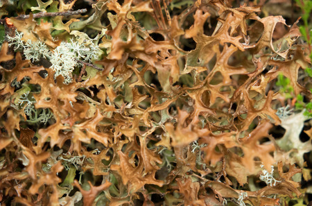 Iceland moss - Cetraria islandica in the forest, close up shotの写真素材