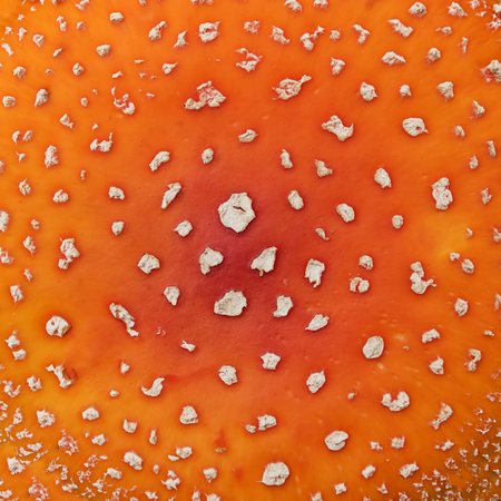 The cap of amanita mushroom, top view, background