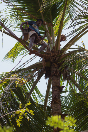 DAMBULLA, SRI LANKA - CIRCA APR 2013: palm juice collector on the tree. Juice for the production of alcoholic beveragesのeditorial素材