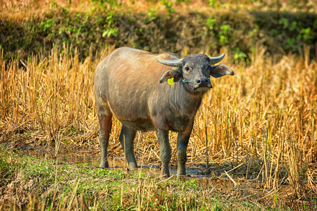 Laos - buffalo in the field. Looking at the cameraの写真素材