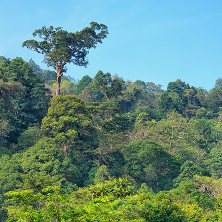 Rainforest nature. Tropical jungle forest, bird's-eye viewの写真素材
