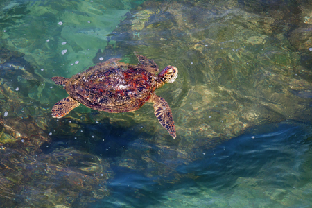 Sri Lanka - turtle swimming in coastal waves. Close up shotの写真素材