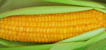 Boiled corn in the peel. Close up shot. Sweet Corn closeupの写真素材