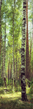 In the birch forest. Vertical panoramaの写真素材