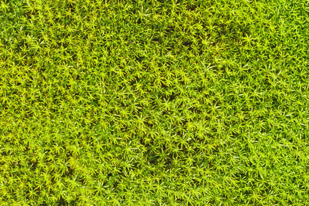 Moss on the northern bog. Green nature backgroundの写真素材