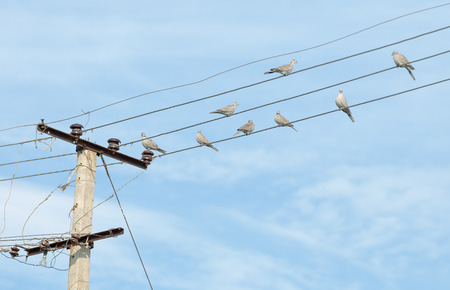 Birds - turtledove on electric wiresの写真素材