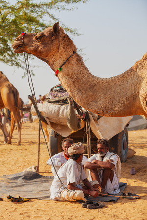 PUSHKAR, RAJASTHAN, INDIA - CIRCA NOV 2012: Traditional Fair in Pushkar - camels for saleのeditorial素材