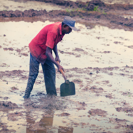 ANURANHAPURA, SRI LANKA - CIRCA APR 2013: peasants at work in the fieldのeditorial素材