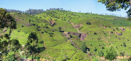 Tea plantations on the mountain. Panoramaの写真素材