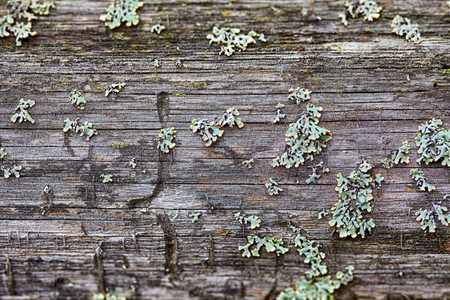 Rotten wood and lichen. Close up shot. Nature textureの写真素材