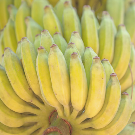 Bunch of ripe bananas on a tree in plantation. Heap of bananaの写真素材