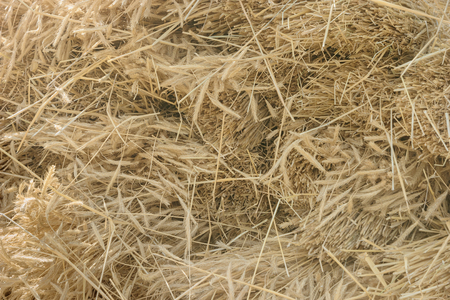 Dry yellow hay, grass background. Close up textureの写真素材