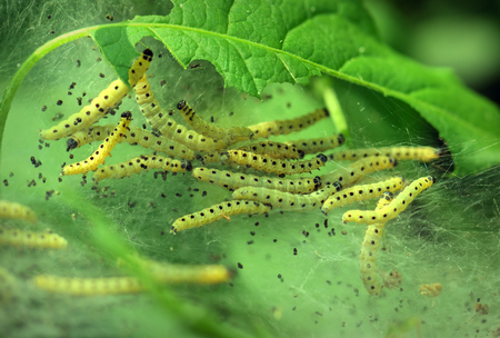 Apple ermine moth larvae colony on apple tree in its web. Close upの写真素材