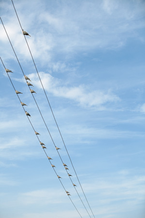 Birds on a wires on sky backgroundの写真素材