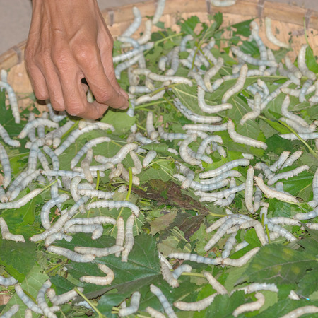 Moth caterpillars ready for pupation on leavesの写真素材