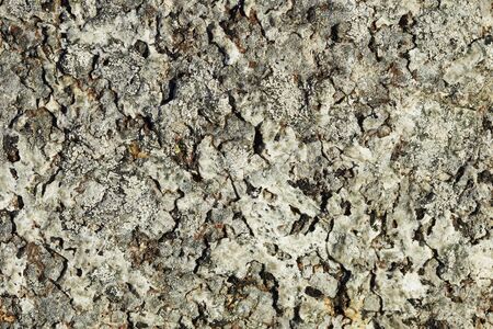 Background - surface of rock (Khibiny Massif)の写真素材