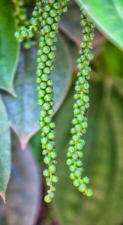 Pepper growing. Pepper ripens. Close up shot. Sri lankaの写真素材