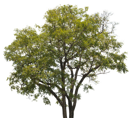 Healthy, young, tropical tree with small, green leaves and a branching trunk, isolated against a white background.の写真素材