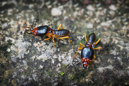 Pair of undeground termite soldiers, standing guard on a lichen encrusted rock in Thailandの写真素材