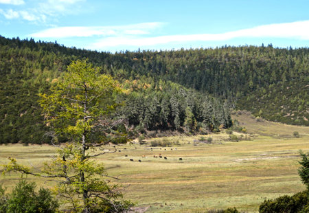 Landscape on the mountain at Tibetの写真素材
