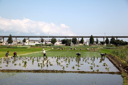 Farmers  are workingのeditorial素材