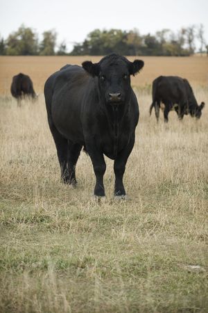 ANGUSの写真素材