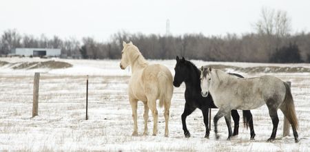 Three horses stand in a snow covered fieldの写真素材