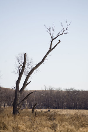 An American Bald Eagle watches for prey in an old dead tree in a South Dakota valley.の写真素材