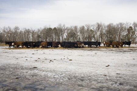 Cattle feed on a South Dakota farm on a Winter's day.の写真素材