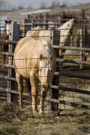 Horeses feed in the pen on a late Winter day in South Dakotaの写真素材