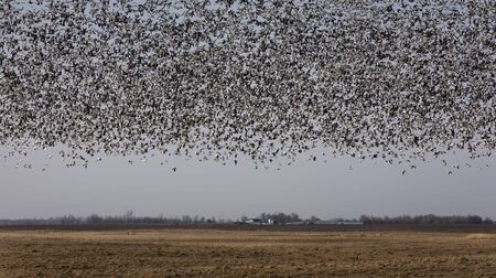 Snow Geese of the South Dakota Plainsの写真素材