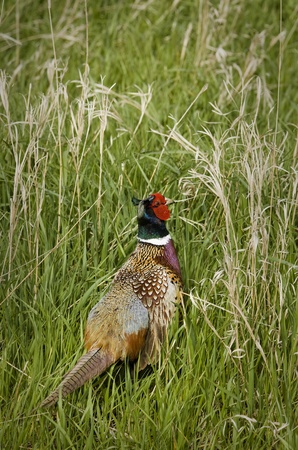A round bail of alfalfa on a South Dakota snow covered field.の写真素材