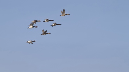 Canvas Back Ducks in flight の写真素材