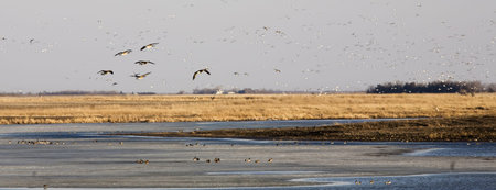 Canada Geese look for a place to land on a Soouth Dakota pondの写真素材