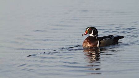 Wood Duck on South Dakota pond の写真素材