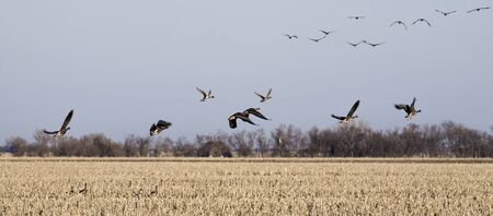 Pintail and Mallard Ducks gather on a south Dakota pothole during the Spring Migration の写真素材