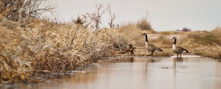 Canada Geese crossing a Flooded Road の写真素材