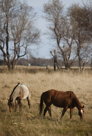 Grazing Horsesの写真素材